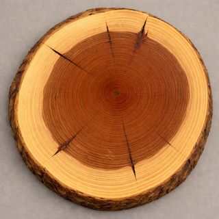 Coupe de bois montrant le duramen (bois de cœur) au centre du tronc